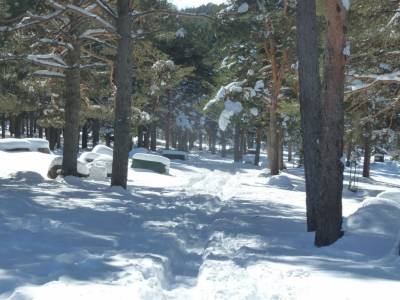 Ladera Mojonavalle-Bosques Canencia; cañadas reales viajes a la palma tienda montaña madrid